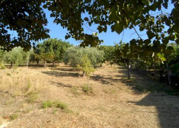 Foto 2 - Terreno edificabile Contrada San Giovanni, Colonnella - foto 2