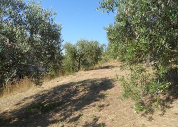 Foto 5 - Terreno edificabile Contrada San Giovanni, Colonnella - foto 5