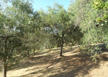 Foto 6 - Terreno edificabile Contrada San Giovanni, Colonnella - foto 6