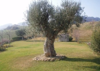 Foto 17 - Villa Via del semaforo, Martinsicuro - foto 17