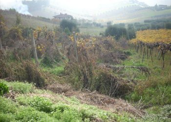 Foto 4 - Rustic Via Borgo da monte, Monteprandone - photo 4