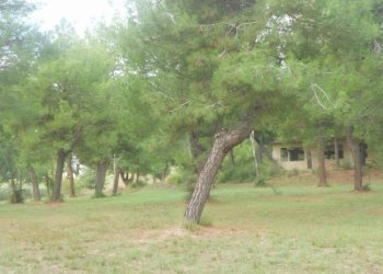 Foto 4 - Terreno edificabile Contrada Santa Giuliana, Massignano - foto 4