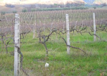 Foto 4 - Casa indipendente San Savino di Ripatransone, Ripatransone - foto 4