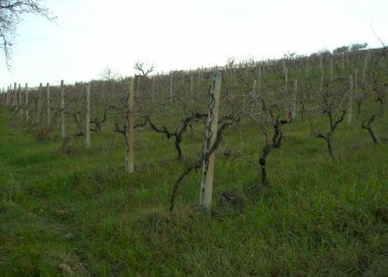 Foto 5 - Casa indipendente San Savino di Ripatransone, Ripatransone - foto 5