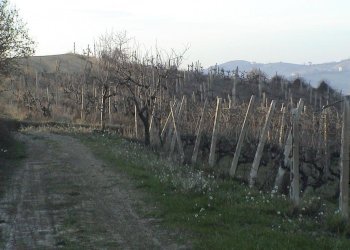 Foto 15 - Casa indipendente San Savino di Ripatransone, Ripatransone - foto 15