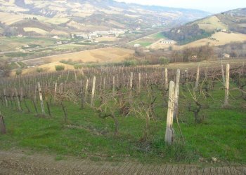 Foto 6 - Casa indipendente San Savino di Ripatransone, Ripatransone - foto 4