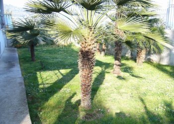 Foto 10 - Casa indipendente della resistenza, Acquaviva Picena - foto 10