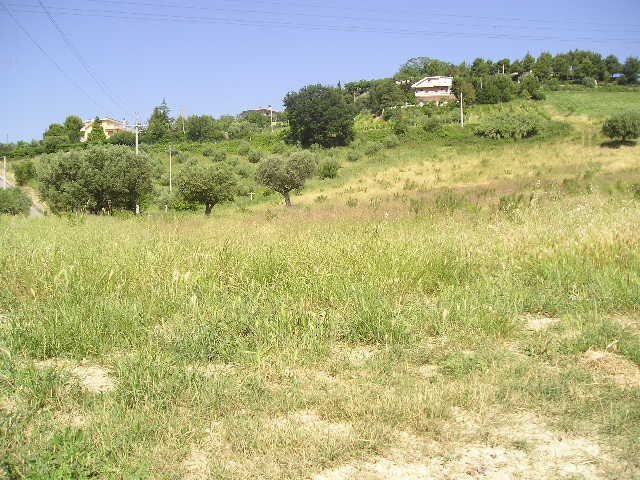 Foto 3 - Terreno agricolo Contrada Montecretaccio, Monteprandone - foto 3