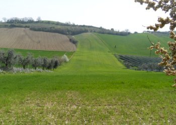 Foto 1 - Agricultural land Contrada Forola, Acquaviva Picena - photo 1