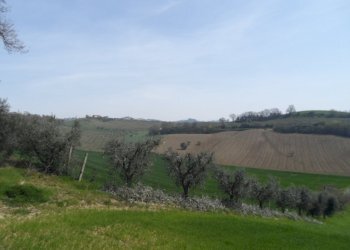 Foto 2 - Agricultural land Contrada Forola, Acquaviva Picena - photo 2