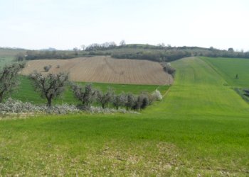 Foto 4 - Agricultural land Contrada Forola, Acquaviva Picena - photo 4