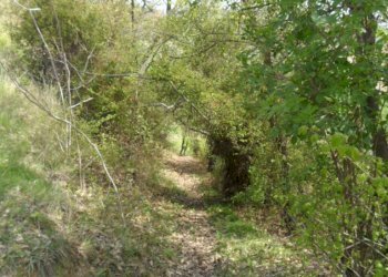 Foto 5 - Agricultural land Contrada Forola, Acquaviva Picena - photo 5