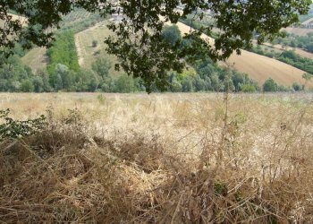 Foto 13 - Rustic Contrada Pignotto, Controguerra - photo 13