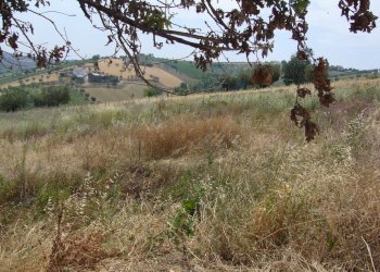 Foto 15 - Rustic Contrada Pignotto, Controguerra - photo 15