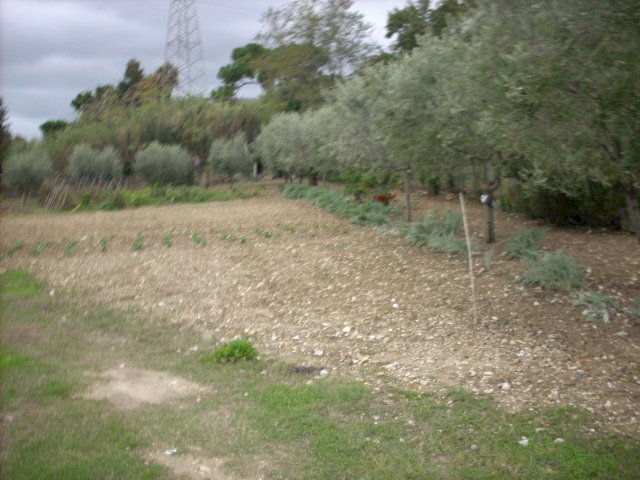 Foto 3 - Agricultural land Contrada Monte Acquilino, San Benedetto del Tronto - photo 3
