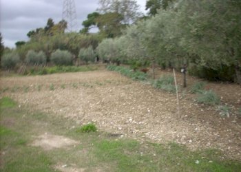 Foto 3 - Terreno agricolo Contrada Monte Acquilino, San Benedetto del Tronto - foto 3