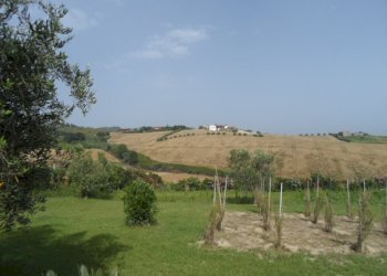 Foto 4 - Terreno agricolo Via degli Orti, Colonnella - foto 4