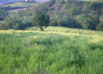 Foto 5 - Rustico Contrada Messieri, Ripatransone - foto 5