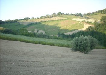 Foto 6 - Rustico Contrada Messieri, Ripatransone - foto 6