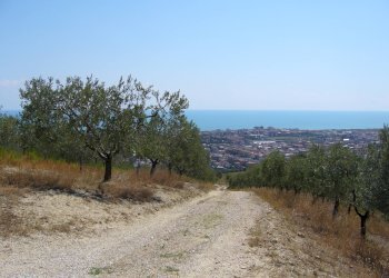 Foto 5 - Terreno agricolo Contrada Colle Monterenzo, San Benedetto del Tronto - foto 5