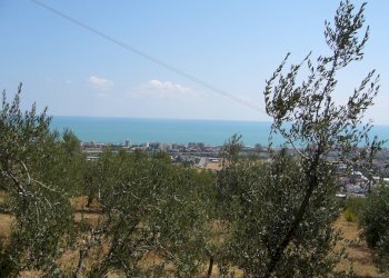 Foto 7 - Terreno agricolo Contrada Colle Monterenzo, San Benedetto del Tronto - foto 7