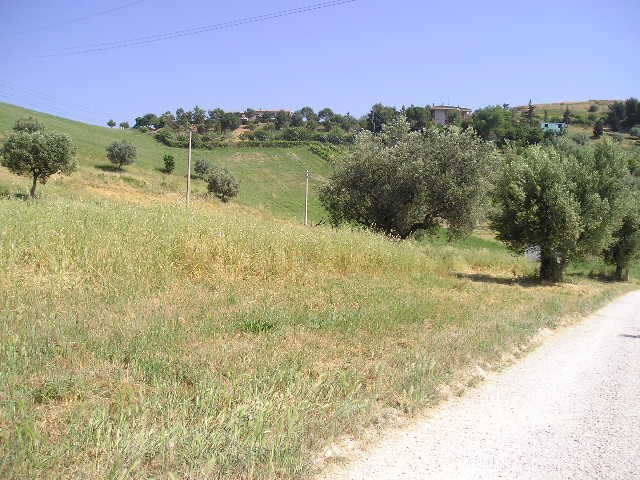 Foto 3 - Terreno agricolo Contrada Montecretaccio, Monteprandone - foto 3