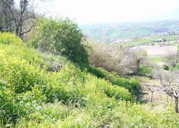 Foto 4 - Terreno edificabile Via Statuto, Colonnella - foto 4