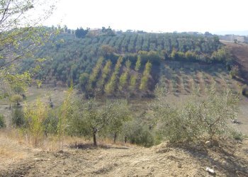 Foto 4 - Terreno edificabile Via Pizzotondo, Tortoreto - foto 4