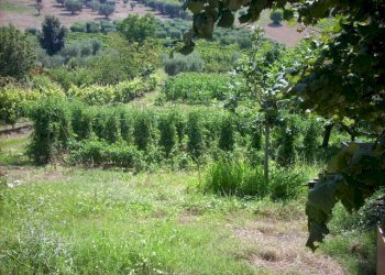 Foto 15 - Independent house Contrada Sant'Egidio, Monsampolo del Tronto - photo 15