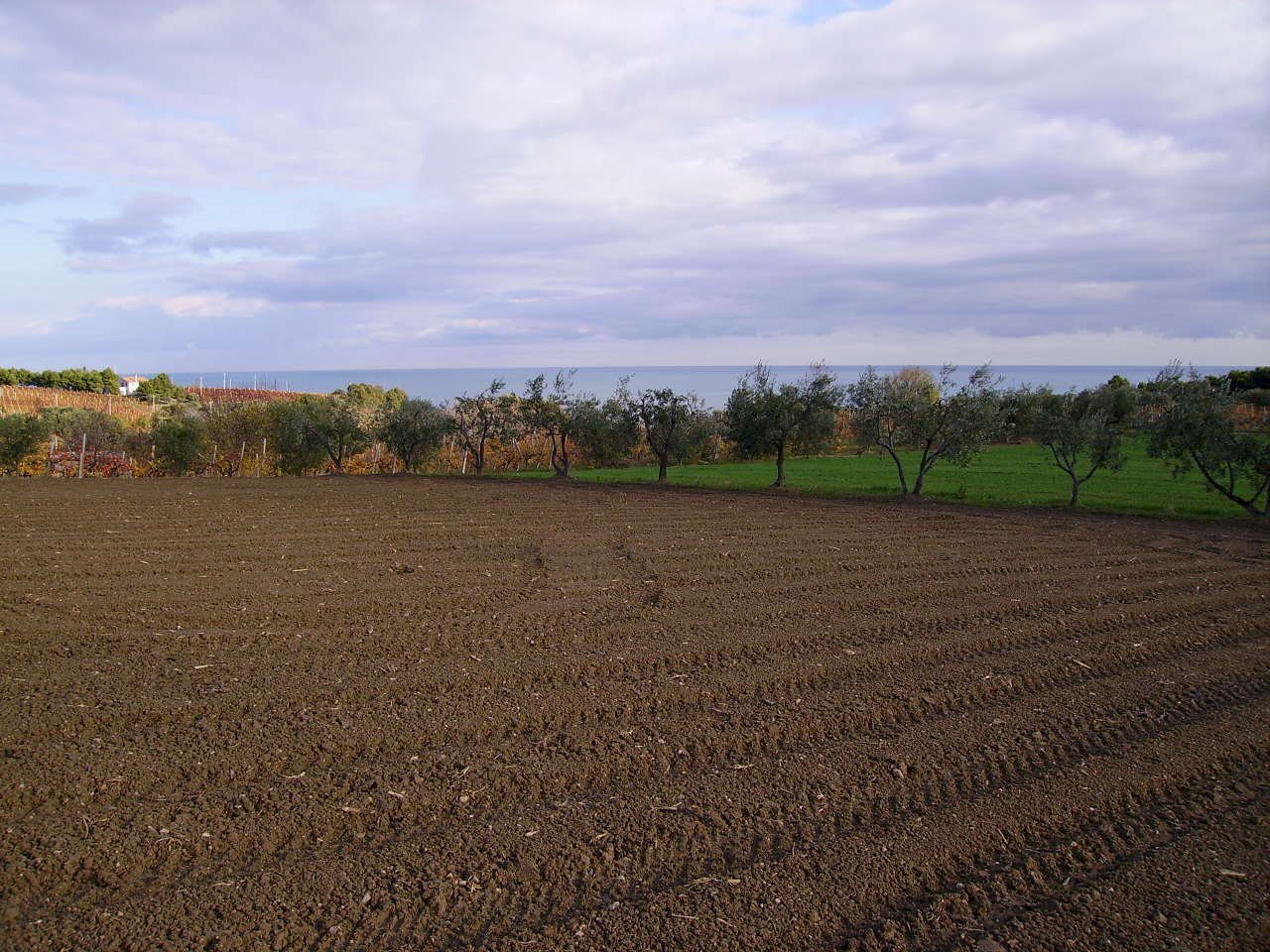 Foto 3 - Terreno agricolo Via Monti, Grottammare - foto 3