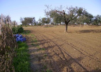 Foto 4 - Terreno agricolo Via Monti, Grottammare - foto 4