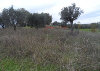 Foto 4 - Terreno edificabile Zona Piattoni, Castel di Lama - foto 4