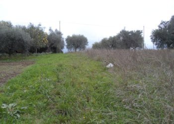 Foto 5 - Terreno edificabile Zona Piattoni, Castel di Lama - foto 5