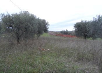 Foto 6 - Terreno edificabile Zona Piattoni, Castel di Lama - foto 6