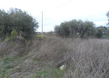 Foto 7 - Terreno edificabile Zona Piattoni, Castel di Lama - foto 7