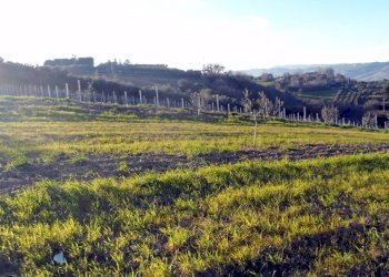 Foto 2 - Terreno agricolo Contrada Santa Lucia
134, San Benedetto del Tronto - foto 2