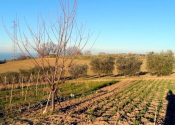 Foto 3 - Terreno agricolo Contrada Santa Lucia
134, San Benedetto del Tronto - foto 3