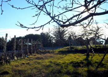 Foto 9 - Terreno agricolo Contrada Santa Lucia
134, San Benedetto del Tronto - foto 9