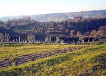 Foto 10 - Terreno agricolo Contrada Santa Lucia
134, San Benedetto del Tronto - foto 10