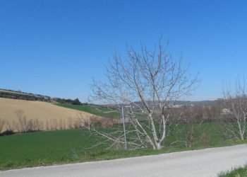 Foto 2 - Terreno agricolo Contrada Camera di Torre, Fermo - foto 2