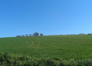 Foto 3 - Terreno agricolo Contrada Camera di Torre, Fermo - foto 3