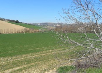 Foto 4 - Terreno agricolo Contrada Camera di Torre, Fermo - foto 4