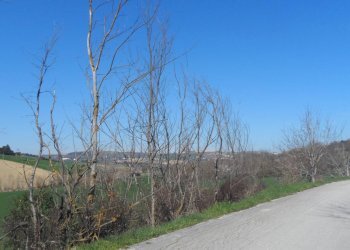 Foto 6 - Terreno agricolo Contrada Camera di Torre, Fermo - foto 6