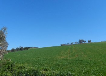 Foto 8 - Terreno agricolo Contrada Camera di Torre, Fermo - foto 8