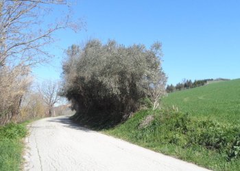 Foto 10 - Terreno agricolo Contrada Camera di Torre, Fermo - foto 10