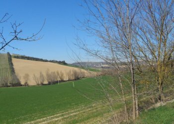 Foto 12 - Terreno agricolo Contrada Camera di Torre, Fermo - foto 12