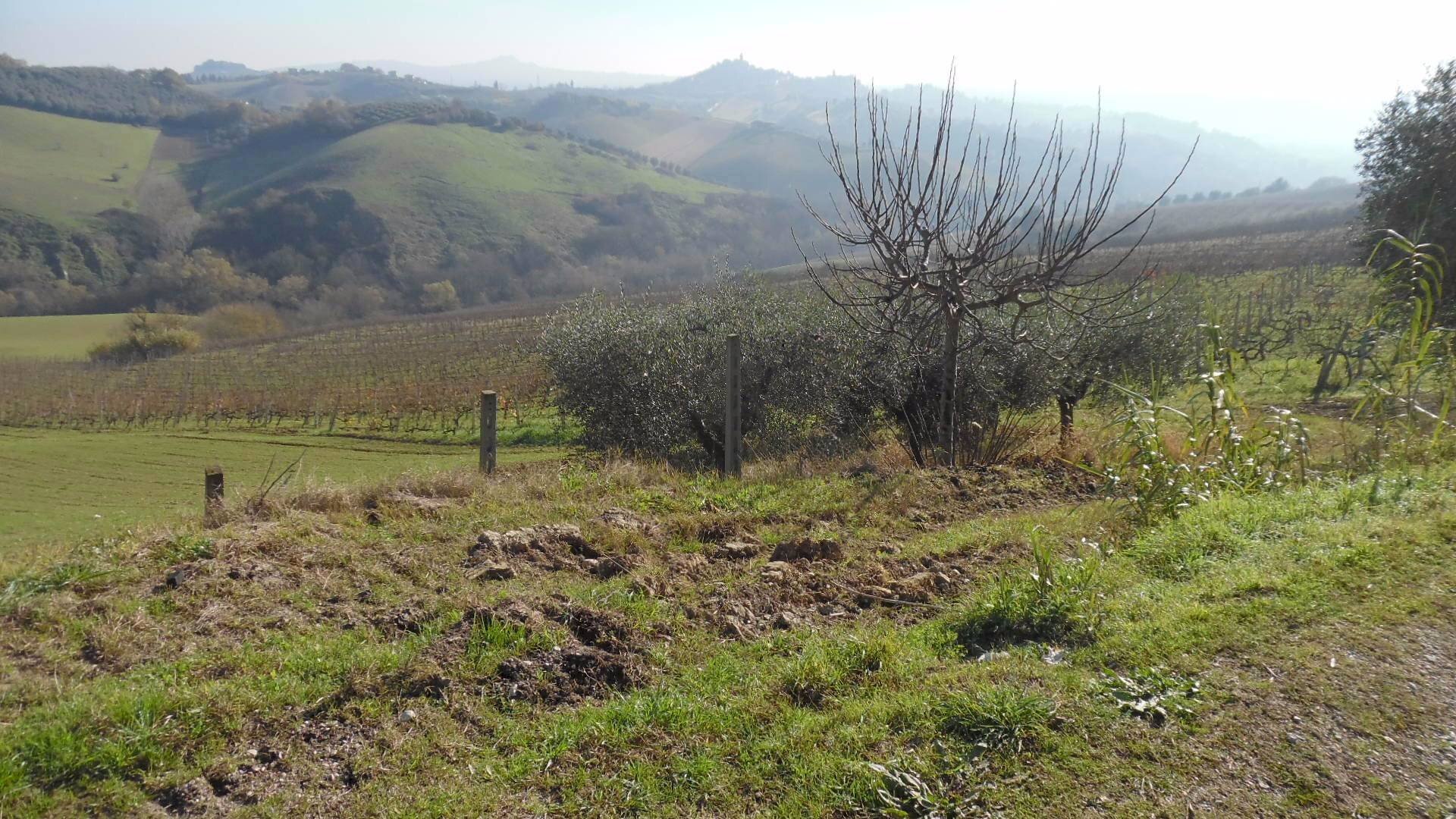Foto 3 - Terreno agricolo Contrada Collelungo, Monsampolo del Tronto - foto 3