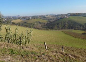Foto 2 - Terreno agricolo Contrada Collelungo, Monsampolo del Tronto - foto 2