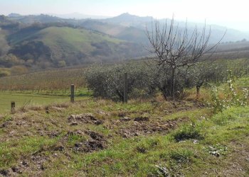 Foto 3 - Terreno agricolo Contrada Collelungo, Monsampolo del Tronto - foto 3