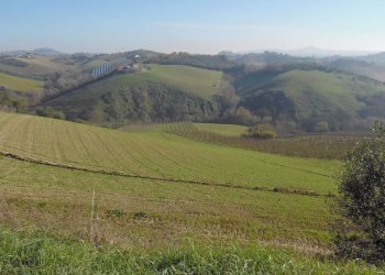 Foto 4 - Terreno agricolo Contrada Collelungo, Monsampolo del Tronto - foto 4